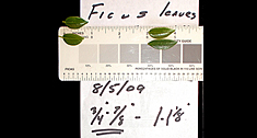 Ficus Leaf Size August